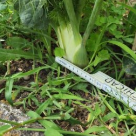 Fenchel5 2026-07-08 17.37.